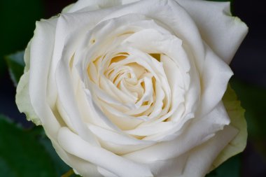 White rose 01 clipart