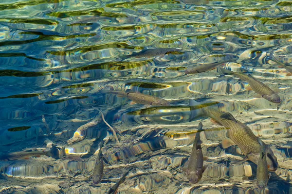 Peixes — Fotografia de Stock