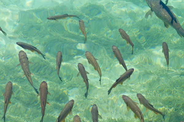 Fishes — Stock Photo, Image