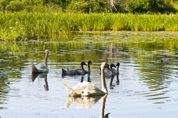 Family of swans — Stock Photo, Image