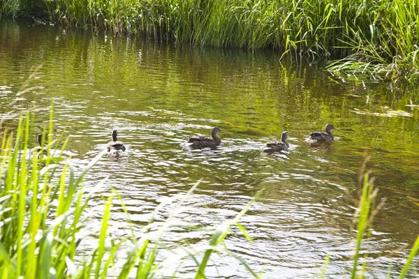 Family of ducks — Stock Photo, Image