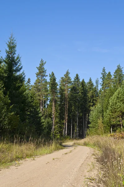 stock image Forest Road in the summer