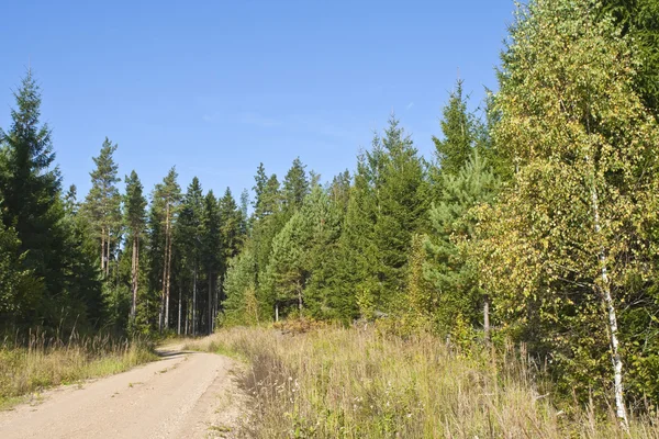 stock image Forest Road in the summer