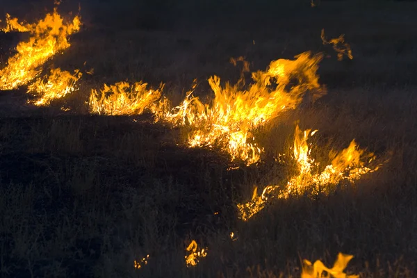 Fire in steppe — Stock Photo, Image