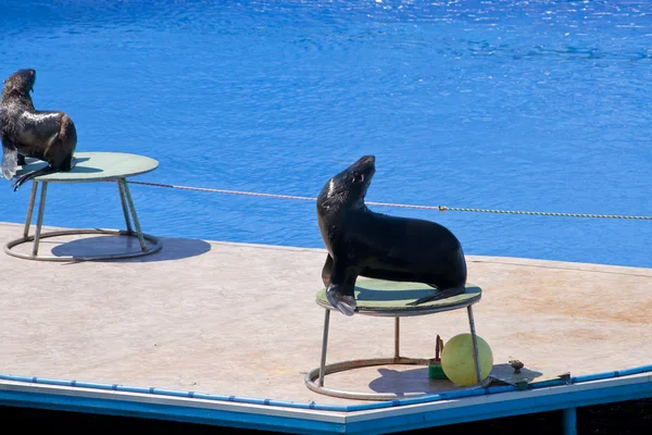 Fur seal — Stock Photo, Image