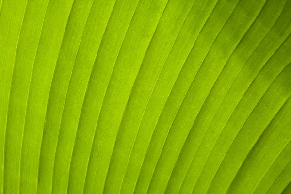 stock image Banana leaf