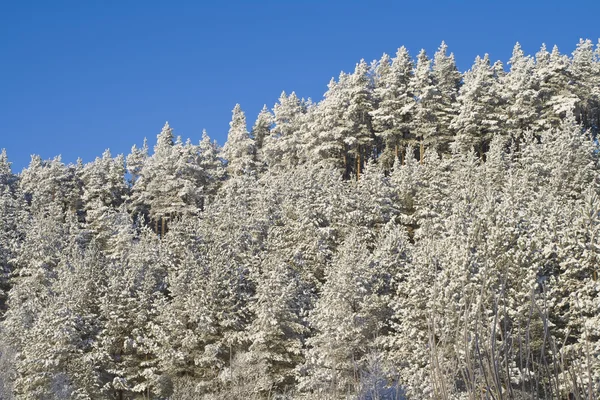 stock image Winter forest