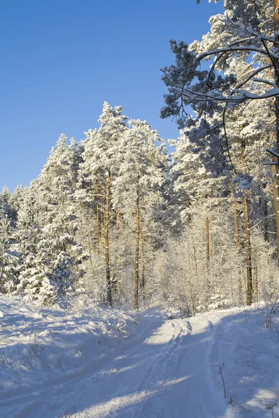 stock image Winter forest