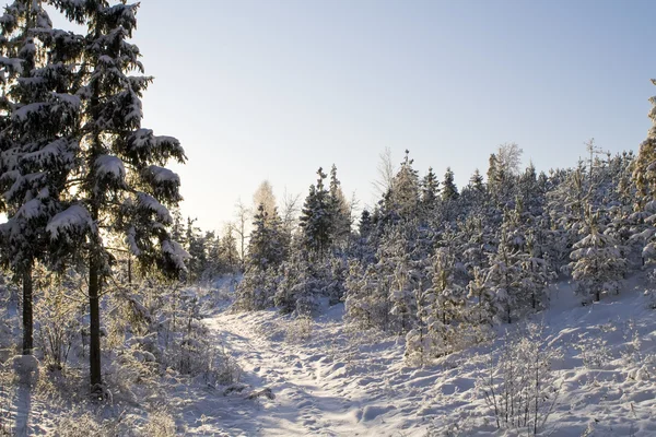 stock image Winter forest