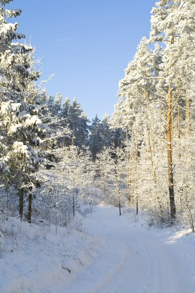 stock image Winter forest