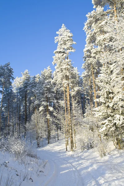 stock image Winter forest