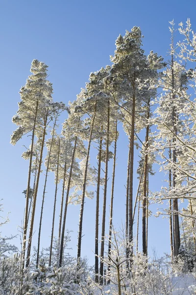 stock image Winter forest