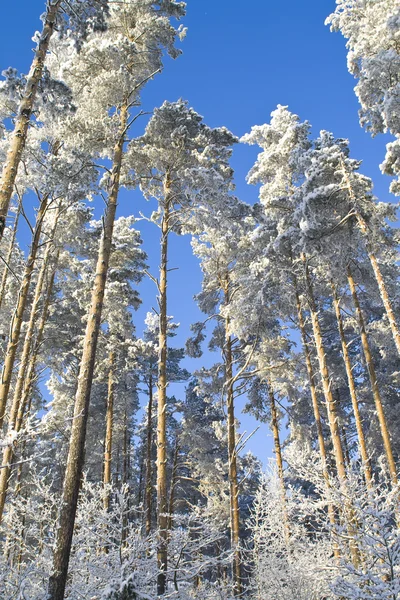 Stock image Winter forest