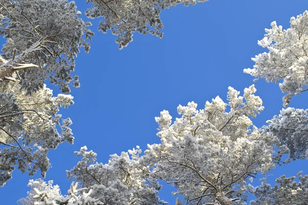 stock image Winter forest