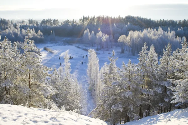 stock image Winter forest