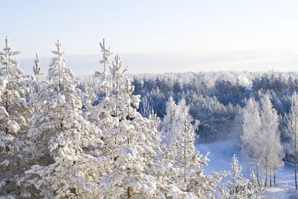 stock image Winter forest