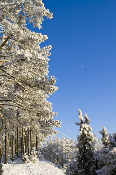 Zimní les — Stock fotografie