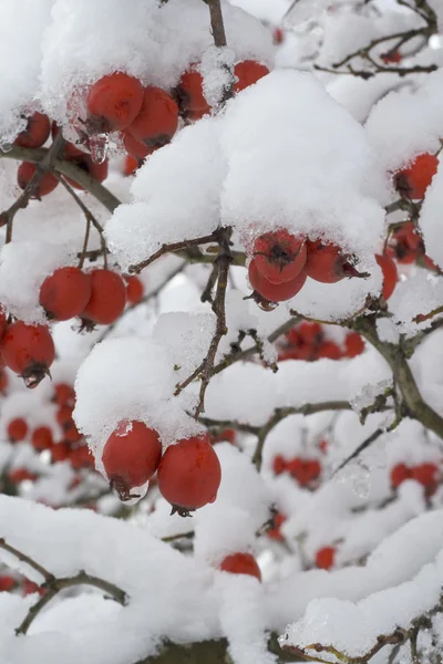 stock image Berries under snow