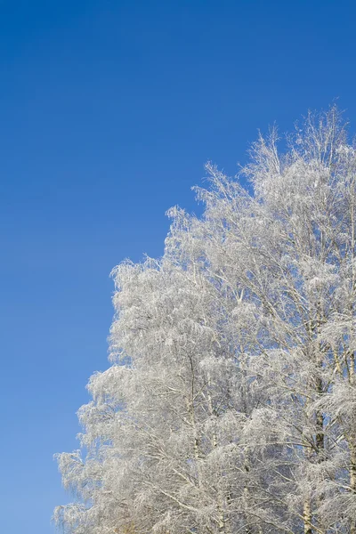 백 화 나무 10 — 스톡 사진