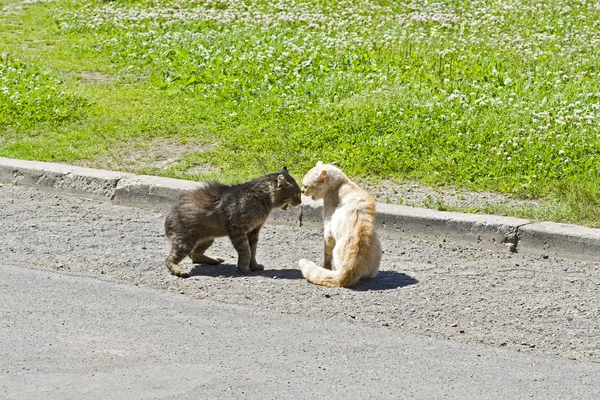 Dwa koty — Zdjęcie stockowe