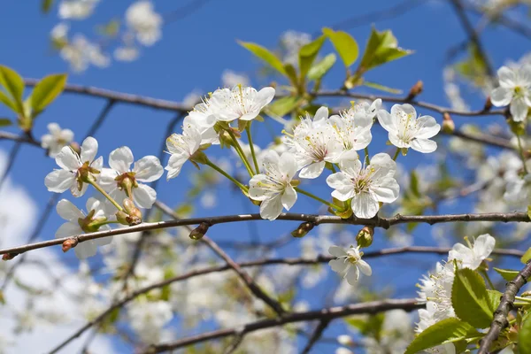 stock image Cherry tree