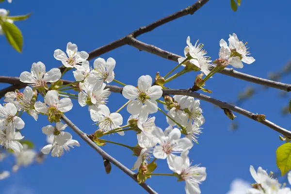 stock image Cherry tree