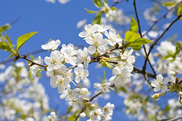 stock image Cherry tree