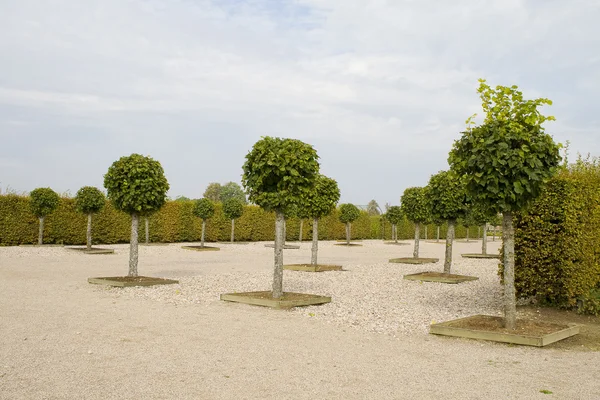 stock image Lime trees