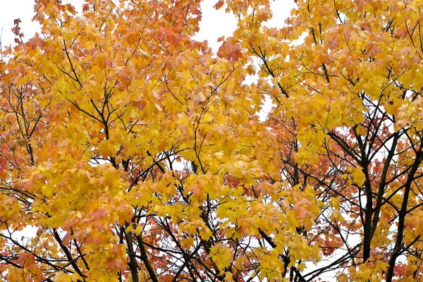 단풍 잎 — 스톡 사진