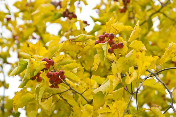 Stock image Red berries and yellow leaves