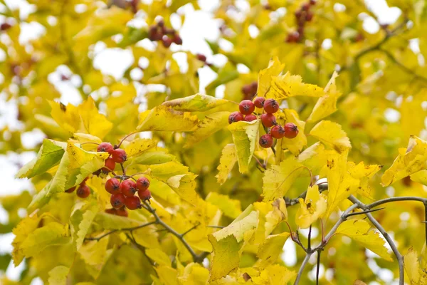 stock image Red berries