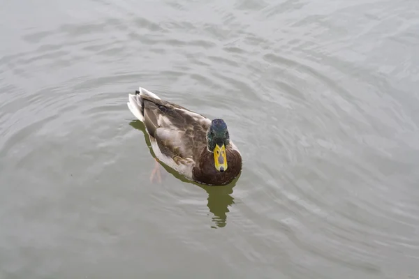 Canard dans un étang — Photo