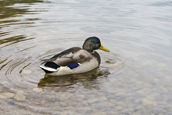 Duck in a pond — Stock Photo, Image