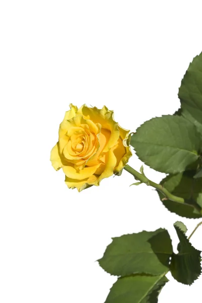 stock image Yellow rose