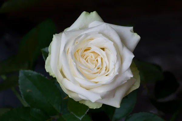 Stock image White rose 02