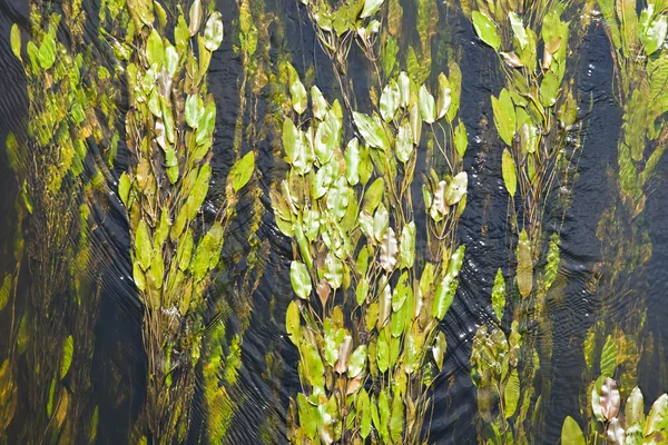 Zielona alga Obraz Stockowy