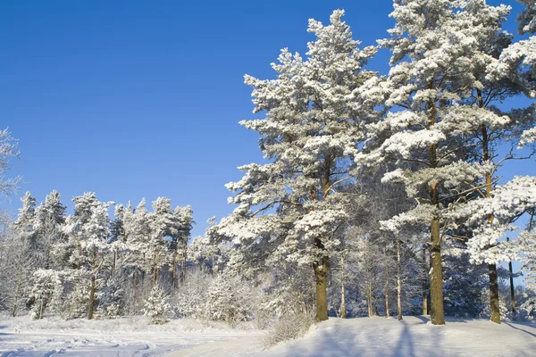 Téli erdő Stock Fotó