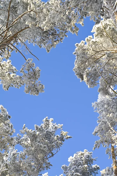Téli erdő Stock Kép