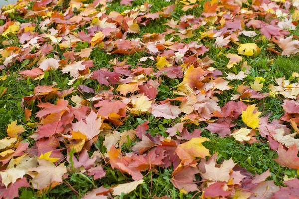 Кленове листя Стокове Фото