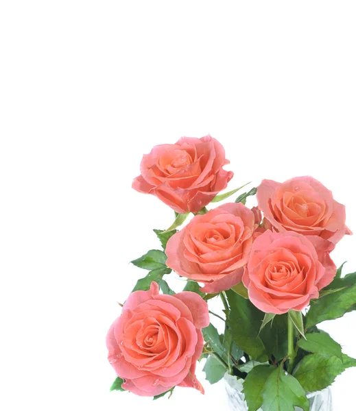 Růže Royalty Free Stock Obrázky