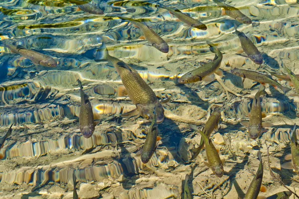 stock image Fishes