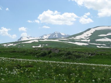 alpine meadows