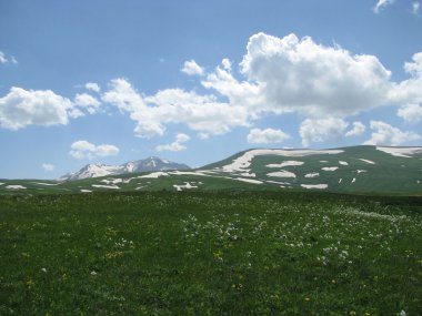 alpine meadows