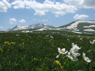 alpine meadows