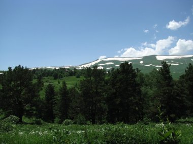 alpine meadows