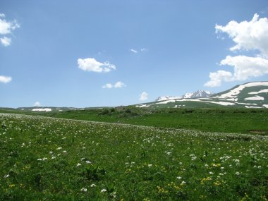 alpine meadows