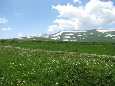 alpine meadows