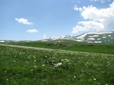 alpine meadows