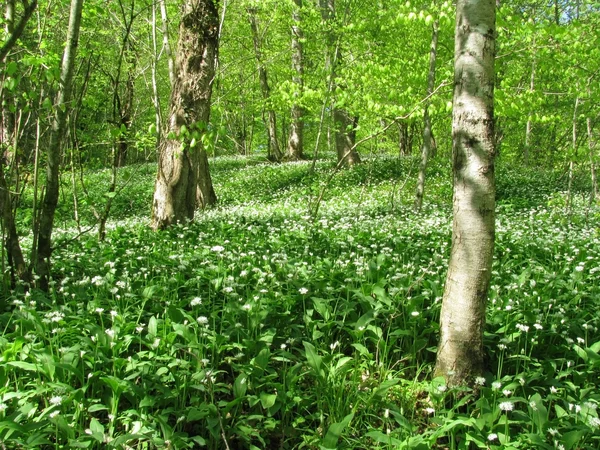 stock image Wood