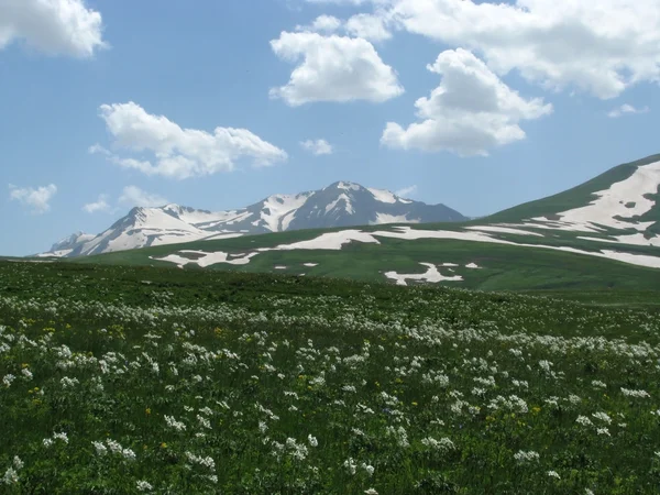 stock image The Alpine meadows